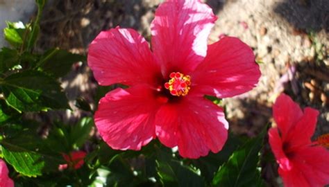 are hibiscus flowers poisonous